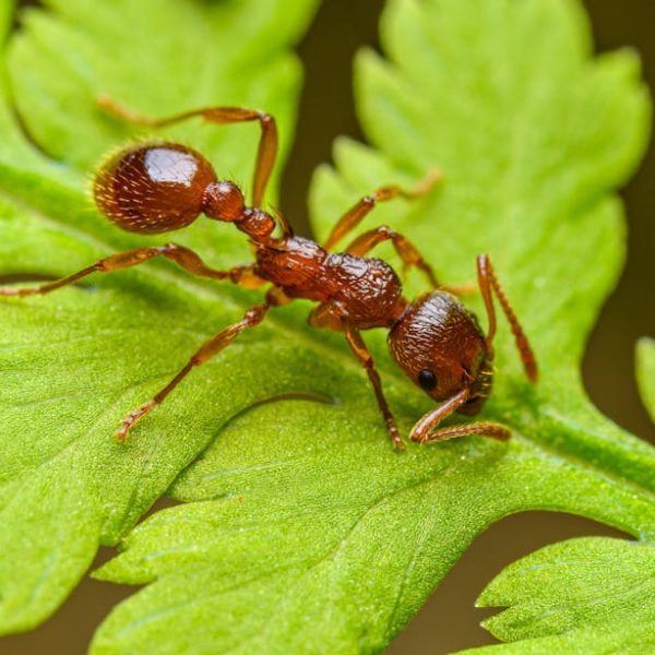 Effective Natural Methods to Eliminate Ants from Your Yard