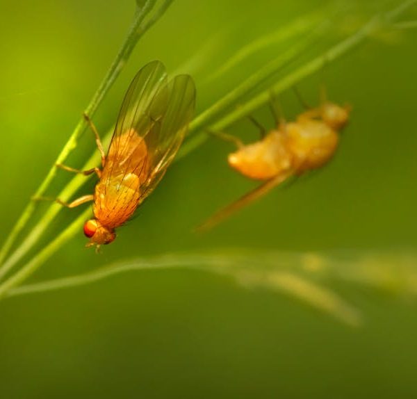 Effective Solutions: Eliminate Fruit Flies from Your Home Today