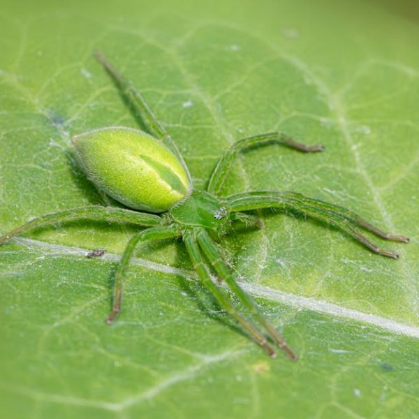 Effective Spider Cricket Control: Your Practical Guide to Pest Elimination