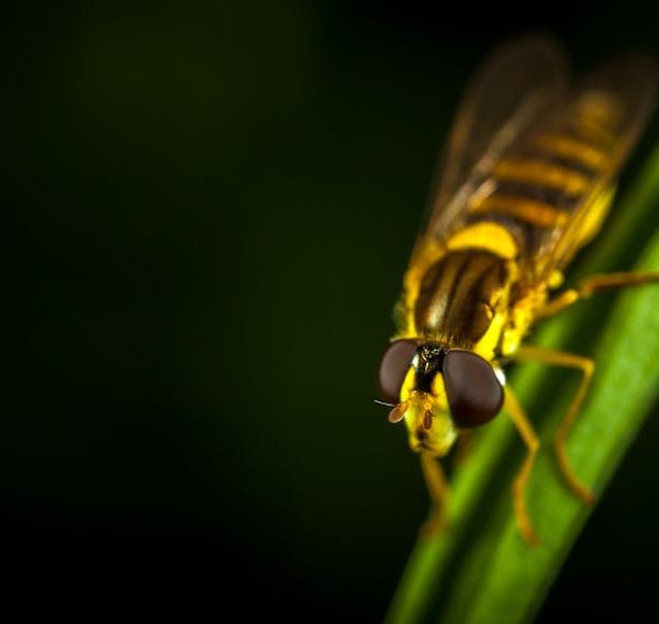 Effective Tips to Banish Flies from Your Backyard Patio for Good