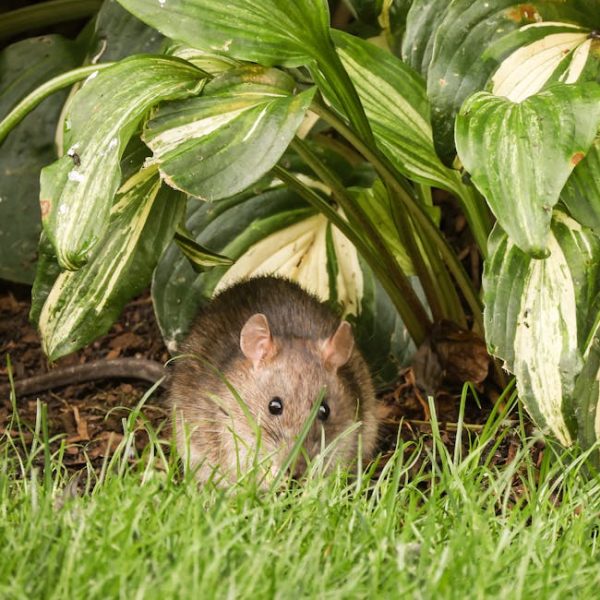Effective Tips to Eliminate House Rats and Control Their Population
