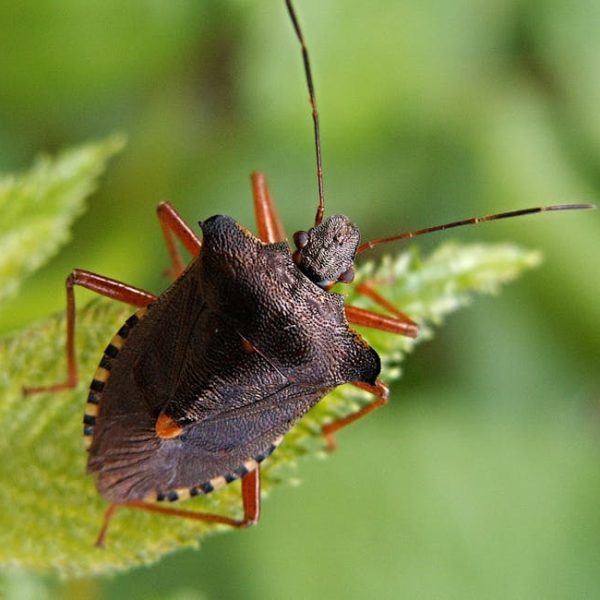 Effective Tips to Eliminate Stink Bugs from Home & Garden