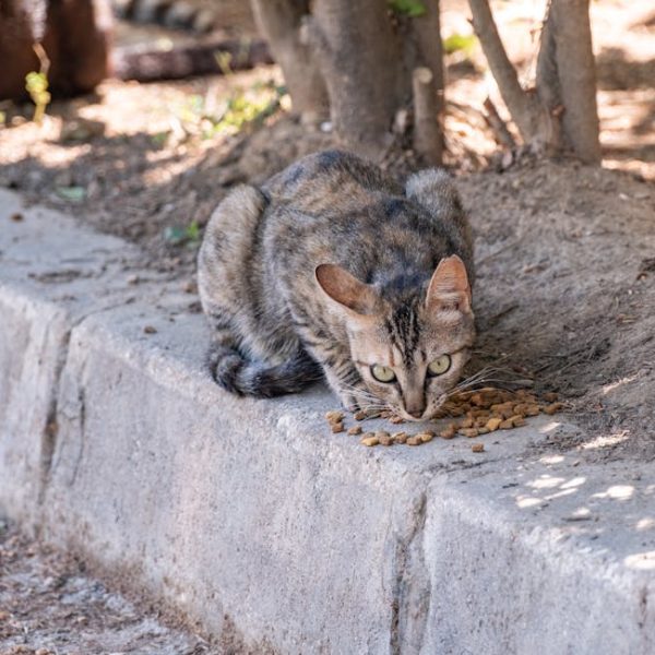 Effective Tips to Keep Ants Away from Cat Food Outdoors Safely