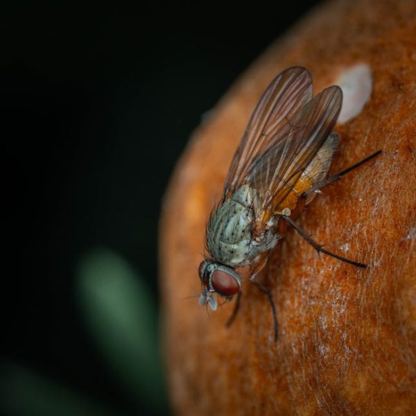 Effective Tips to Keep Fruit Flies Away: Easy Deterring Methods