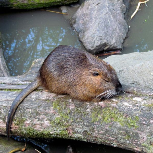 Effective Tips to Keep Rats Away from Your Car: A Complete Guide