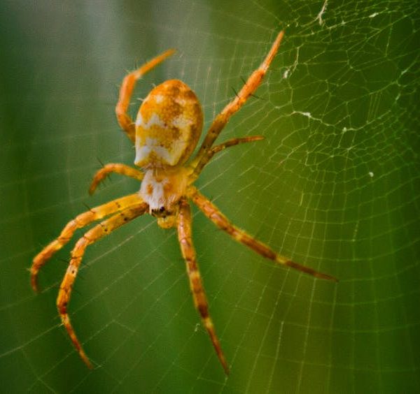 Effective Tips: Using Essential Oils to Repel Spiders Naturally