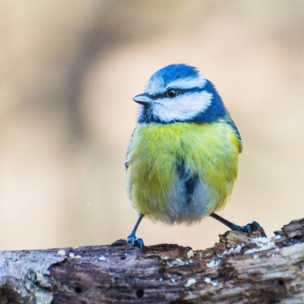 Effective Tricks to Quickly Control a Fruit Fly Infestation