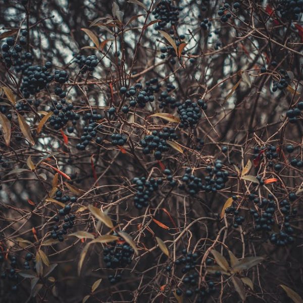 Effortless Gardening: 17 Shrubs You Can Plant and Forget