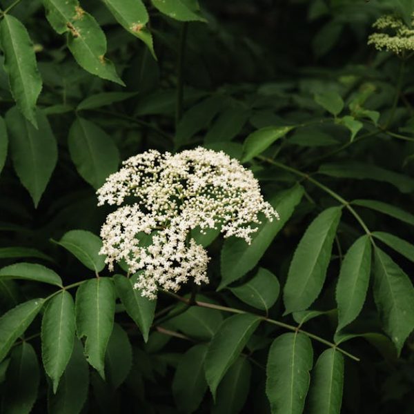 Elderberries vs. Pokeberries: Essential Differences Explained