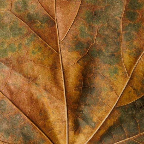 Eliminate Leaf Miners with Neem Oil: Enjoy Pest-Free Plants