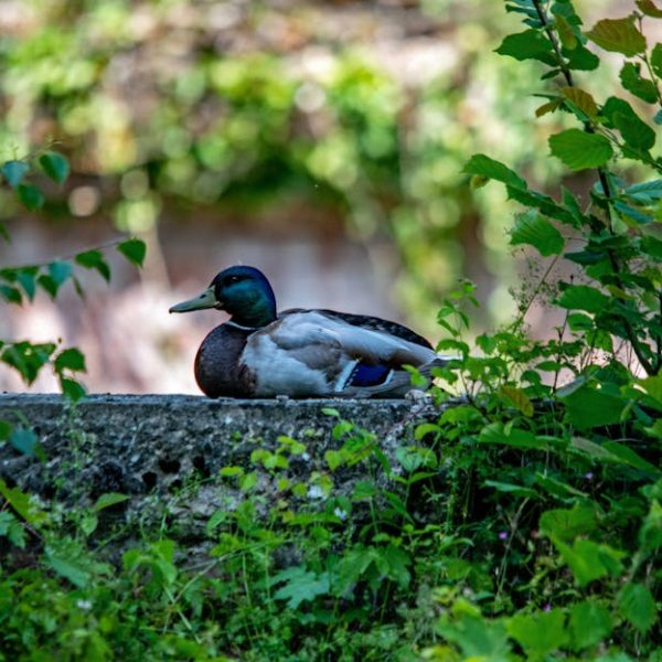 Ericaceous Compost: Master the Art of Composting with Ease