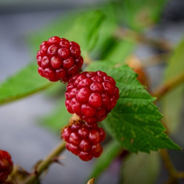 Essential Tips for Perfect Blackberry Picking: A Harvesting Guide