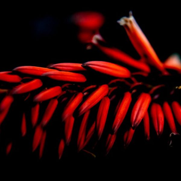 Expert Tips: Essential Aloe Vera Plant Care & Maintenance Guide