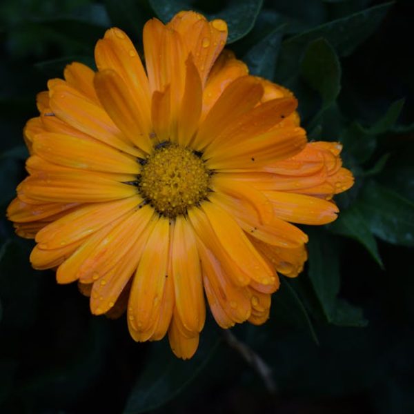 Exploring Varieties: Amazing Types of Turnip Plants Revealed