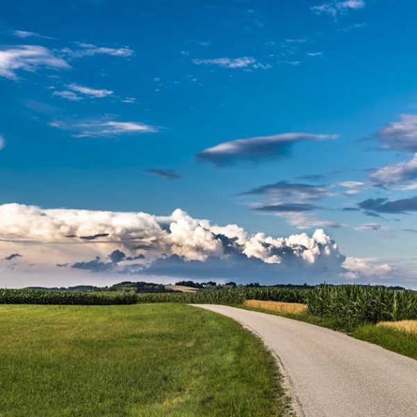 Feeding Corn Naturally: Top Organic Fertilizer Practices Unveiled