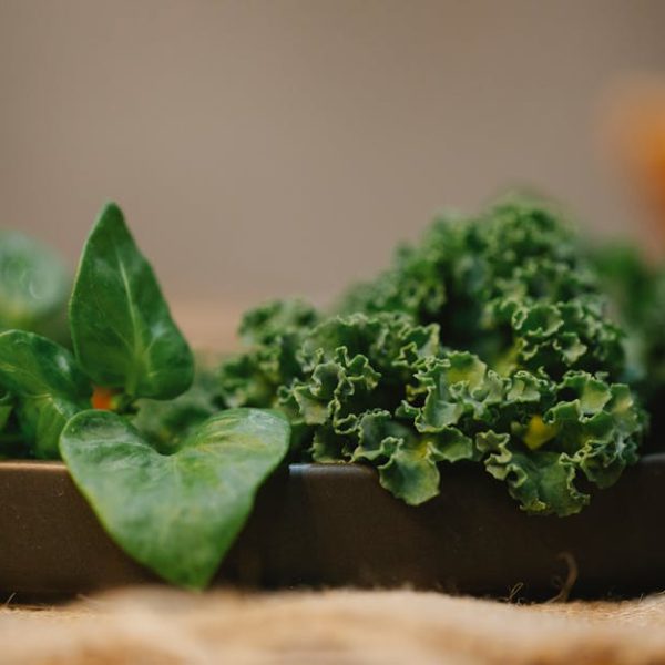 Finding the Perfect Bok Choy: A Guide to Different Varieties