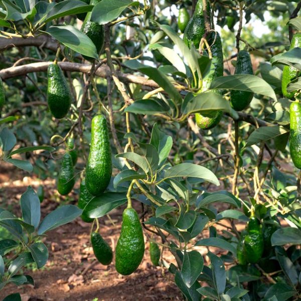 Grow Avocados in Pots: Expert Tips for Successful Container Planting