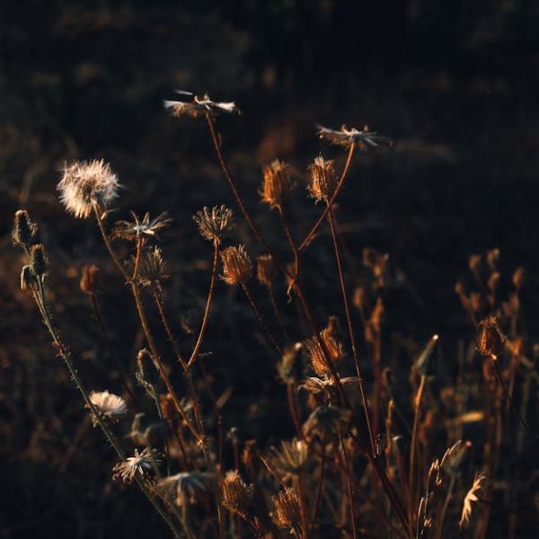 Growing Sweet Potato Slips: Your Essential Guide to Get Started
