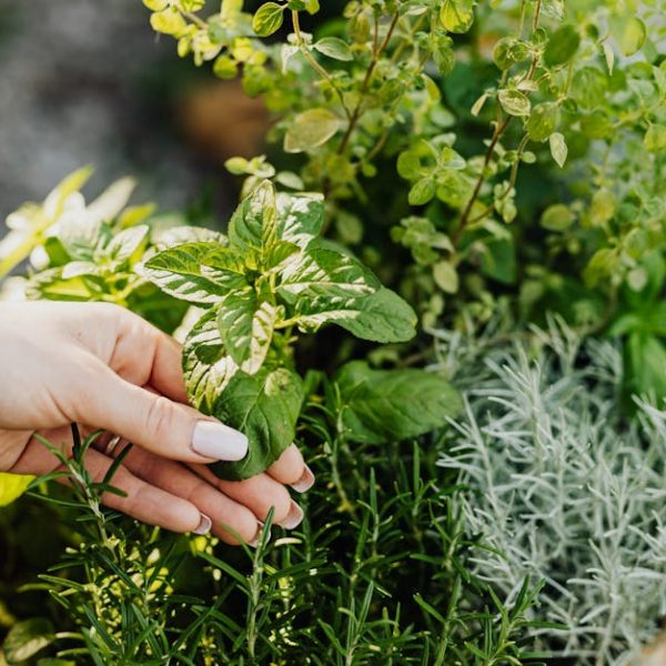 Herb Plant Companions: Top Plants to Grow Alongside Your Herbs