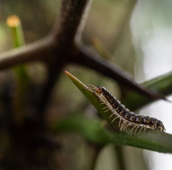 How to Avoid Attracting Millipedes: Must-Know Tips and Tricks