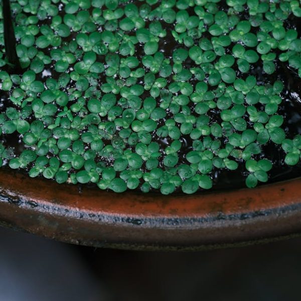 How to Grow Herbs in Water: Your Ultimate Guide