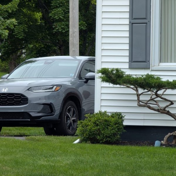 How to Prune Raspberry Bushes for Optimal Growth