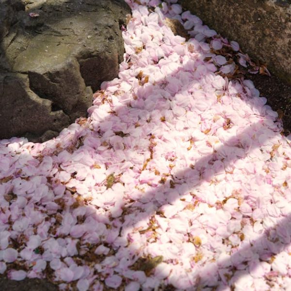 Incredible Techniques for Thriving Ground Cherry Planting