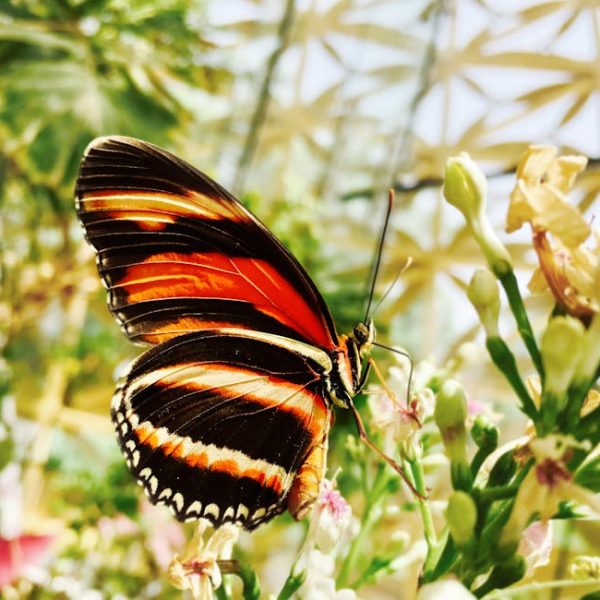 Incredible Ways to Fight a Menacing Squash Bug Infestation