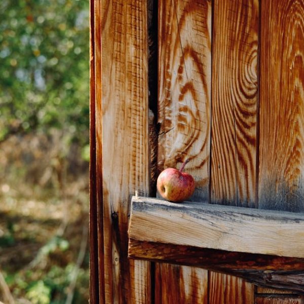 Indoor Ginseng Growing: Tips for Home Planting Success