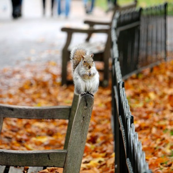 Keep Squirrels Away: 7 DIY Tips for a Squirrel-Free Yard