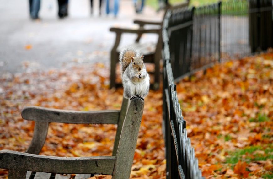 Keep Squirrels Away: 7 DIY Tips for a Squirrel-Free Yard