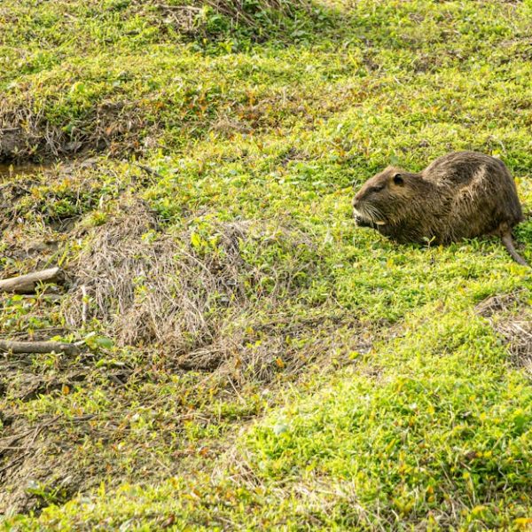 Keeping Rats Away: 7 Natural Repellent Tips & Effective Recipes