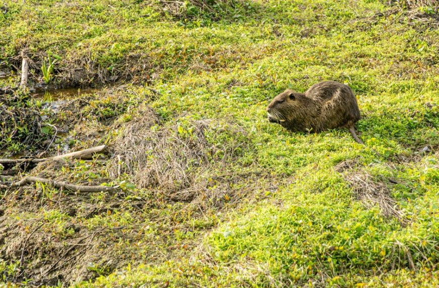 Keeping Rats Away: 7 Natural Repellent Tips & Effective Recipes