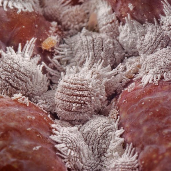 Mealybug Attractants: Decoding What Draws These Pests