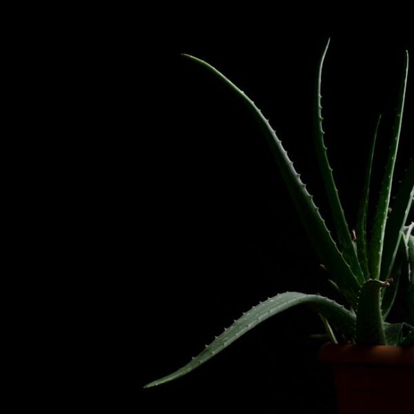 Natural Fertilizers for Aloe Vera: Top Aloe Vera Food Tips