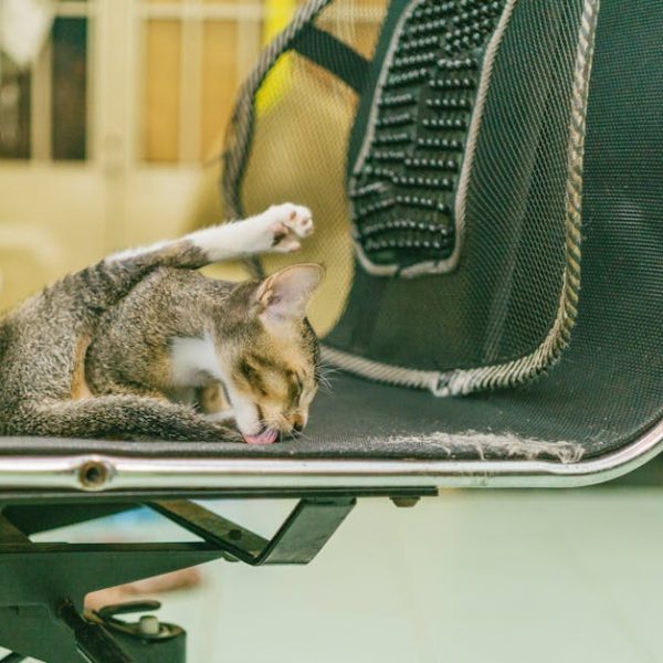 Natural Tips to Prevent Fleas on Cats: Effective Home Solutions