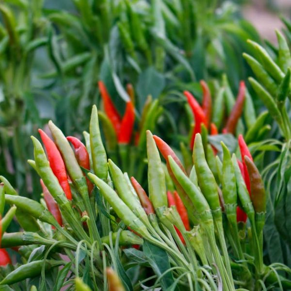 Optimal Harvest: Determine the Perfect Time to Pick Bell Peppers