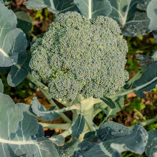 Optimal Harvesting Times: When to Pick Broccoli for Best Taste