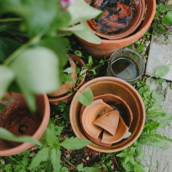 Optimal Seasons for Herb Growing: Top Times to Plant Your Herbs