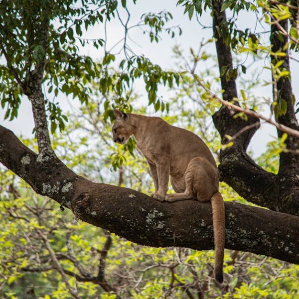 Optimal Timing for Planting Mulberry Trees: A Complete Guide