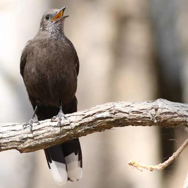 Optimal Timing: When to Fertilize Your Blueberry Bushes for Best Results