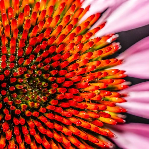 Pea Plant Care: Top Tips for Thriving, Healthy Pea Plants