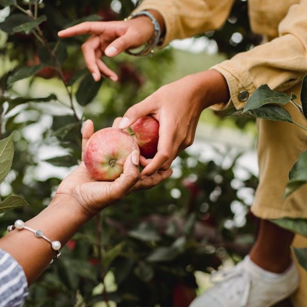 Perfect Cantaloupe Harvest: Tips for Picking the Best Melons