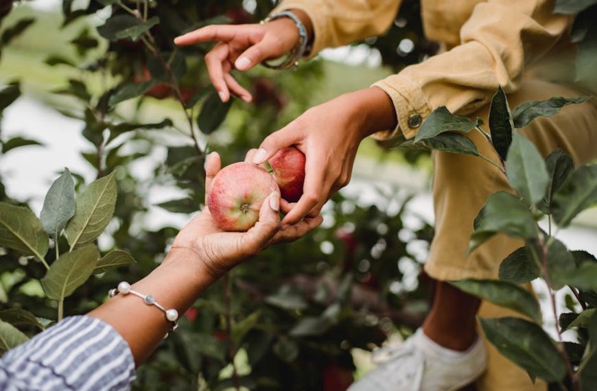 Perfect Cantaloupe Harvest: Tips for Picking the Best…