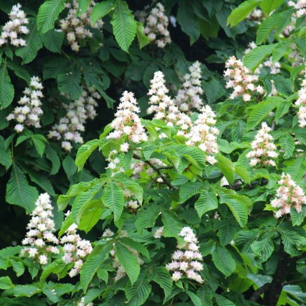 Pruning Mulberry Trees: The Ultimate Guide to Trimming