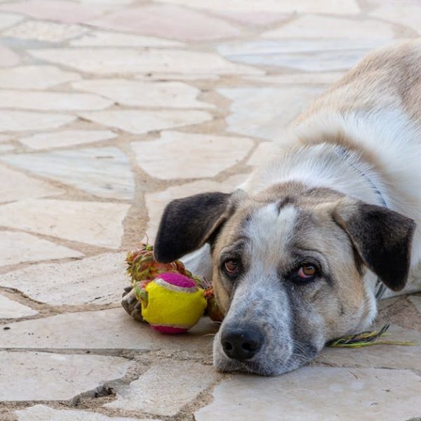 Quick Guide: Plant Potato Eyes for Bountiful Harvest Success