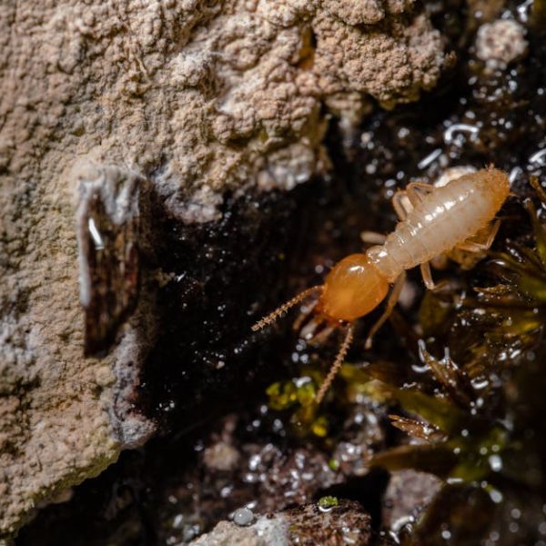 Quick Guide to Eliminate Fleas Outside: Effective Outdoor Control