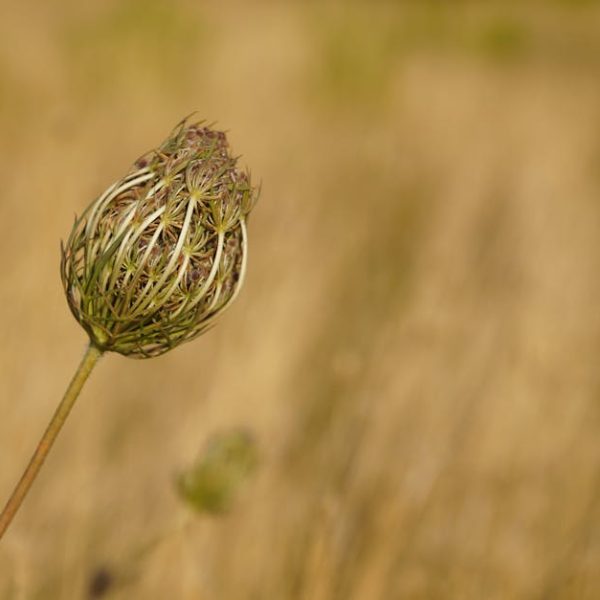 Quick Tips for Successfully Planting and Growing Carrots at Home