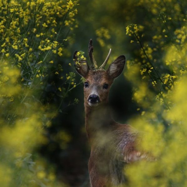 Quick Tips: Planting & Caring for Your Elderberry Bush
