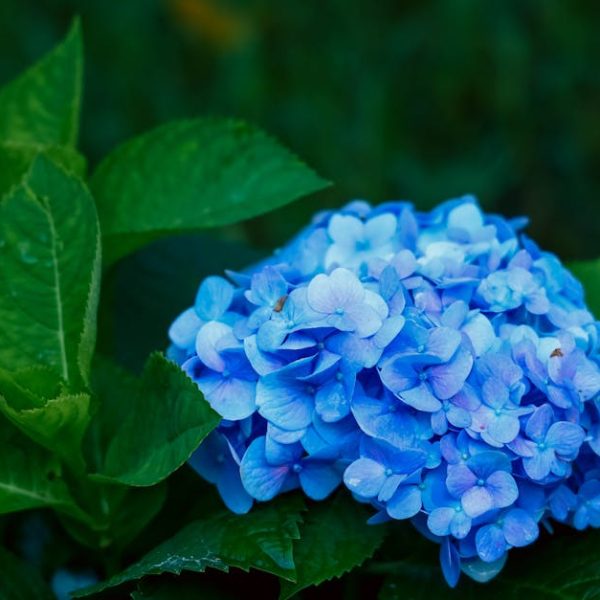 Quick Tricks for Growing and Planting Your Blueberry Plants